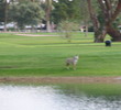 Wigwam Blue - Phoenix-Scottsdale area resort golf course - Robert Trent Jones design