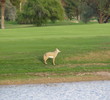 Wigwam Blue - Phoenix-Scottsdale area resort golf course - Robert Trent Jones design