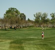 Many of the original holes at Tubac Golf Resort and Spa play through cottonwood trees. 