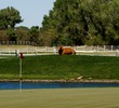 Cows graze free near certain holes at Tubac Golf Resort and Spa. 