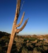 An aging Saguaro cactus sits beside the 14th hole at SunRidge Canyon. 