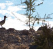 Laughlin Ranch Golf Club in Bullhead City, Ariz.