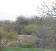 Coyote Lakes Golf Club - Phoenix Scottsdale - tree branch clears