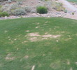 Coyote Lakes Golf Club - Phoenix Scottsdale - Hole No. 2 tee box divots