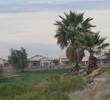 Coyote Lakes Golf Club - Phoenix Scottsdale - Palm trees and houses on fairway edge