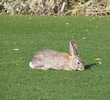 Sanctuary Golf Club at WestWorld