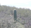 Starr Pass Coyote provides many close encounters of the cacti kind.