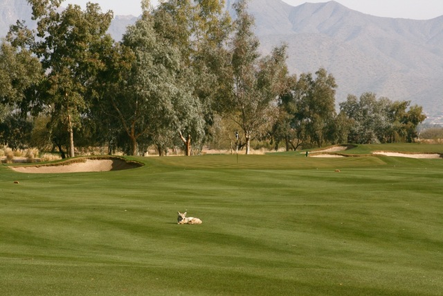 South Course at Talking Stick Golf Club - coyote