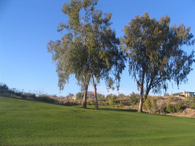 desertcanyonno.12trees
