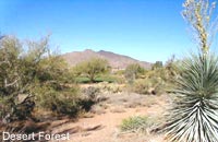 Desert Forest Golf Club