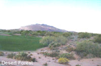 Desert Forest Golf Club