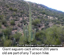 Tucson Hike - Old Giant Saguaro Cactus