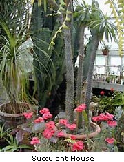 succulenth house